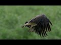 Singapore's famous fish eagle