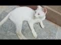 Top video of 2024 mother cat showing love to her kittens. The time of happines