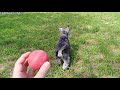 Mini Schnauzer frolics in grass