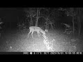 Trailcam 11-01-23 Bucks