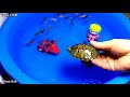 Colorful Cute Animals, Sharks, Koi Fish, Turtles, Ducks, Crabs, Snakes, Goldfish, Guppies,Betta Fish