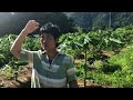 【有機農業】グリーンパパイヤ3