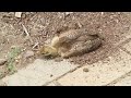 Peachick Takes Dirt Bath