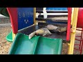 4 ferrets on a playground
