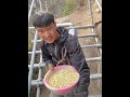 Villagers living on cliffs | Most dangerous cliff way to the village | Chinese Cliff Village