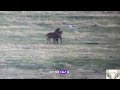 Wolves vs Bison | racing in wild | Wild animals | TQN Wildlife #natgeo #wildanimals