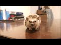 Cute Little Hedgehogs Compilation / TRY NOT TO AWW!