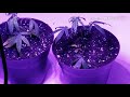 Magikal Grow Series transplanting clones cannabis medicinal use 18+ yrs old