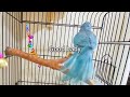 Teach Your Parrot to Talk | Parrot Teaching Video | Quaker Parrot Talking | talking parrot training