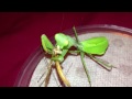 Taumantis eating a crane fly