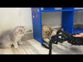 Funniest Cats 2024 🤩 Cute Cats Playing With Spider