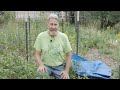 How to Move Established Shrubs