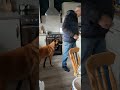 Dog helps with the stray cats feeding time - Reality dog TV 🐕🐈🐈‍⬛️