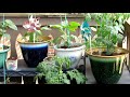 How I Started My Patio Garden