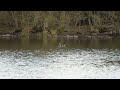 Great Crested Grebe courting at Loch of Lowes, Scotland