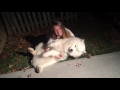 Stubborn Samoyed-Trying to get Cody in from the cold at bedtime.