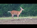 Whitetail Doe with jumping in slow motion