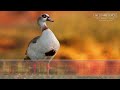 Egyptian Goose Call & Sounds