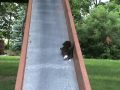 Kittens on a Slide