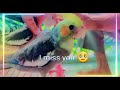 I lost my bird cocky