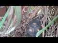 New redfoot tortoise pond and enclosure expansion.