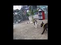 😘🐱 So Funny! Funniest Cats and Dogs 🐶🐱 Funny Animal Videos # 17