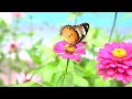 4K HDR | The Most Beautiful Butterflies in The World | with Catchy Cinematic Music (color dynamic)