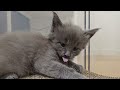 Maine Coon Kittens Play and Fight!