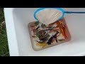 Amazing Catch Baby Diamond Turtle, Butterfly Fish, Koi Fish, Catfish, Betta Fish, Three Tailed Fish