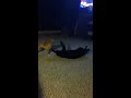 Chihuahua attacks cat!!!