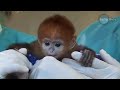 Baby Monkey Francois Langur