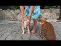 Two cats slap each other with their paws and say get away from my human