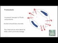 INFLAMMATION Part 1: General concepts, types , Vascular changes in Acute inflammation