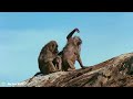 50 Incredible Moments Poor Baboon Caught On Camera