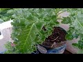 Mẹo nhỏ giúp Cải Kale lớn nhanh như thổi, trồng rau sạch trên sân thượng