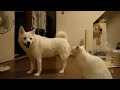 Funny Cats vs Dogs Compilation