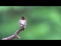 Backyard Birding: Ruby-throated Hummingbird (male)