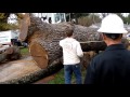 Pacific Coast Lumber-Giant Walnut Tree removal Pacific Coast Lumber With Bill Swanson