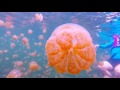 Jellyfish Lake