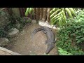 4K AVILON ZOO | THE BEST ZOO IN THE PHILIPPINES | WALKING TOUR 2022