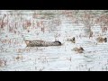 Pink-eared Duck | Australian Duck Species 4K