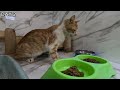 Rescue a blind and unbalanced cat struggling for his life after a car accident.