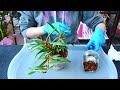 How I treat mealybugs on my Orchids! 👩🏻‍⚕️