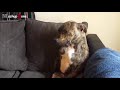 😂 Funny Guilty Dogs 🐶 Compilation #3