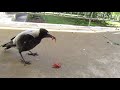 Feeding cheeky Magpies