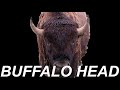 Buffalo Head