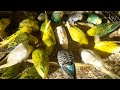 Love Birds Eating Millets Happily! 😊❤️ | My Pets My Garden