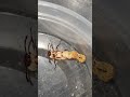 Another metamorphosis pupae beetle video pupate #worms #reptile #superworm #super #food #education