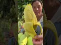 Farm Fresh Ninja Fruit Cutting | Oddly Satisfying Fruit Ninja #11