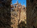 Pruning the hydrangea.